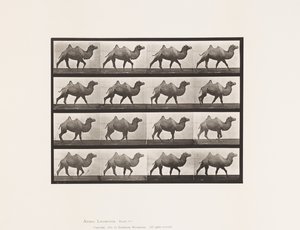 Tavla 737. Bactrian Camel; Gående av Eadweard Muybridge