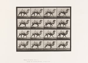 Tavla 738. Bactrian Camel; Inredning av Eadweard Muybridge