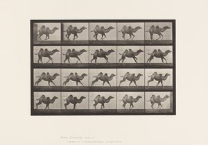 Tallrik 740. Bactrian Camel; (Ung), Galopperande av Eadweard Muybridge