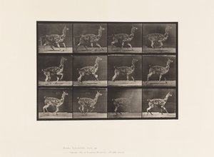 Tallrik 743. Guanaco; Galopperande av Eadweard Muybridge