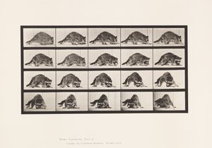 Tallrik 745. Tvättbjörn; Gående; och vända sig om av Eadweard Muybridge