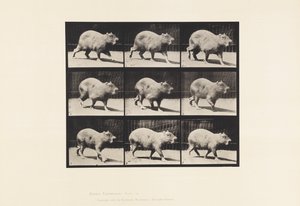 Tavla 746. Capybara; Gående av Eadweard Muybridge