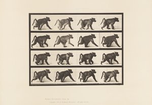 Tallrik 747. Babian; Går på All-Fours av Eadweard Muybridge