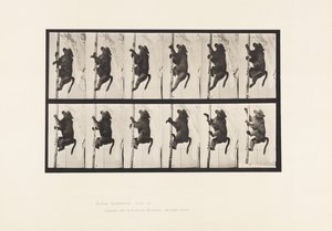 Tallrik 749. Babian; Att klättra på en stolpe av Eadweard Muybridge