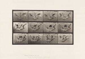 Tallrik 750. Sloth; Går, upphängd på en horisontell stång av Eadweard Muybridge