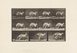 Tallrik 751. Känguru; Gå på All-Fours; Byt till Hoppa av Eadweard Muybridge