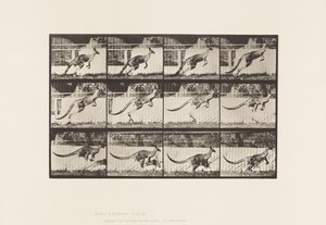 Tavla 752. Känguru; Hoppar av Eadweard Muybridge