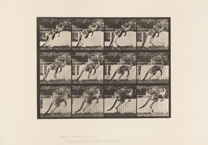Tavla 753. Känguru; Hoppar av Eadweard Muybridge