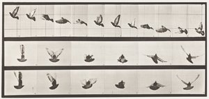 Tavla 755. Duva; Flygande av Eadweard Muybridge