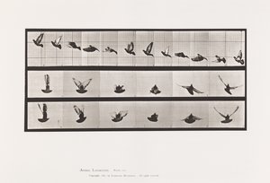 Tavla 755. Duva; Flygande av Eadweard Muybridge