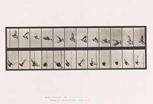 Tavla 756. Duva; Flygande av Eadweard Muybridge