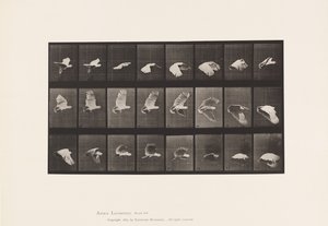 Tallrik 758. Kakadua; Flygande av Eadweard Muybridge