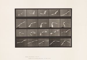 Tallrik 760. Kakadua; Flygande av Eadweard Muybridge