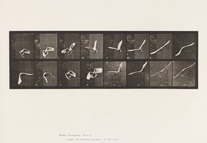 Tallrik 761. Kakadua; Flygande av Eadweard Muybridge