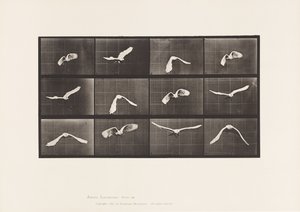 Tallrik 762. Kakadua; Flygande av Eadweard Muybridge