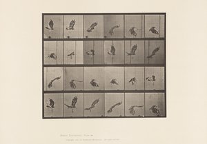 Tavla 763. Rödstjärtad hök; Flygande av Eadweard Muybridge