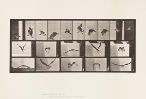 Tallrik 764. Fiskhök; Flygande av Eadweard Muybridge