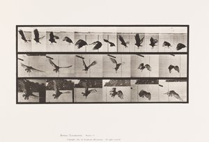 Tavla 767. Gamar; Flygande av Eadweard Muybridge