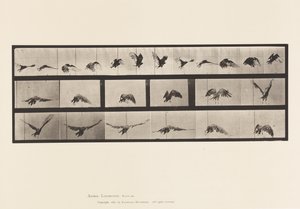 Tavla 768. Gam; Flygande av Eadweard Muybridge