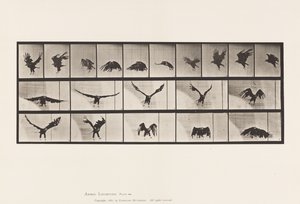 Tallrik 769. American Eagle; Flygande av Eadweard Muybridge