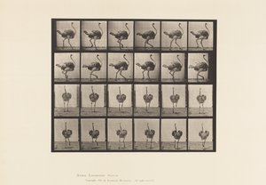 Tavla 772. Struts; Gående av Eadweard Muybridge
