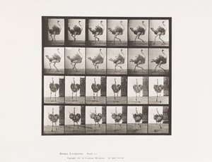 Tavla 773. Struts; Löpning av Eadweard Muybridge