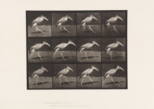 Tavla 774. Adjutant; Gående av Eadweard Muybridge