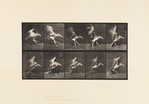 Tavla 775. Adjutant; Flying Run av Eadweard Muybridge