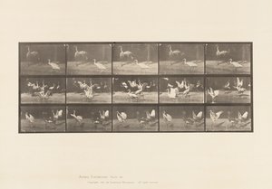 Tallrik 778. Storkar; etc, A, B, C av Eadweard Muybridge