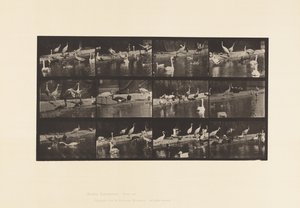 Tallrik 779. Storkar; Svanar osv. av Eadweard Muybridge