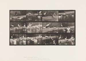 Tallrik 780. Storkar; Svanar osv. av Eadweard Muybridge
