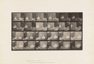 Tallrik 781. Kycklingar; Skrämd av Torped av Eadweard Muybridge