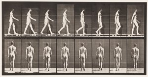 Plåt 8. Promenader av Eadweard Muybridge