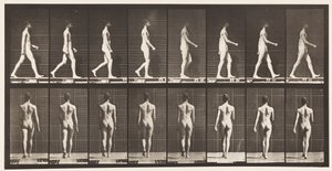 Plåt 9. Vandring, 1872-1885 av Eadweard Muybridge