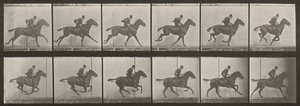 Plansch nummer 624. "Daisy" i galopp, sadlad av Eadweard Muybridge