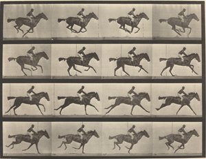 Plåtnummer 626. Galopp, fullblods buksto, Annie G. av Eadweard Muybridge