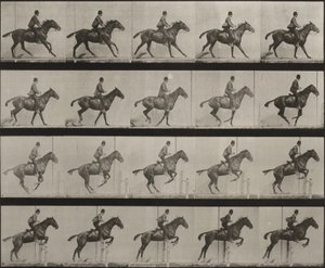Plansch nummer 636. ”Daisy” hoppar över ett hinder, sadlad, och förbereder sig för språnget av Eadweard Muybridge