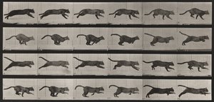 Plansch nummer 720. Katt; i galopp av Eadweard Muybridge