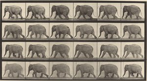 Plåt nummer 733. Elefantvandring av Eadweard Muybridge
