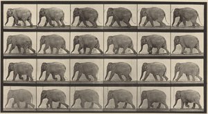 Plansch nummer 733. Gående elefant av Eadweard Muybridge