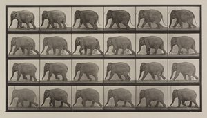 Plåt nummer 733. Elefantvandring av Eadweard Muybridge