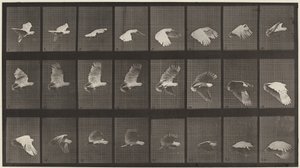 Nummerplåt 758. Cockatoo flyger,1887 (foto) av Eadweard Muybridge