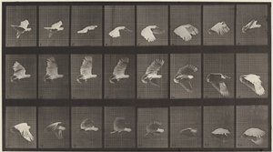 Plåt nummer 758. Kakadua flyger av Eadweard Muybridge