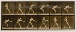 Pugilist som slår ett slag, från boken Animal Locomotion av Eadweard Muybridge