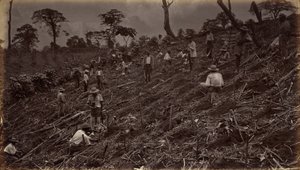 Anläggning av en kaffeplantage i Antigua de Guatemala,1875, publicerad 1877 (foto) av Eadweard Muybridge