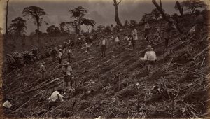 Ställer ut en kaffeplantage i Antigua de Guatemala av Eadweard Muybridge