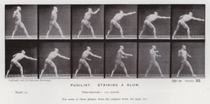 The Human Figure in Motion: Pugilist, slår ett slag (s/v foto) av Eadweard Muybridge