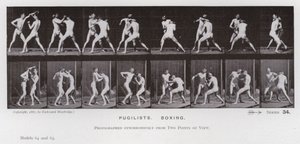 The Human Figure in Motion: Pugilists, Boxing (s/v foto) av Eadweard Muybridge