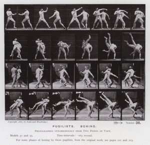The Human Figure in Motion: Pugilists, Boxing (s/v foto) av Eadweard Muybridge