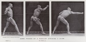 Den mänskliga figuren i rörelse: Några faser av en pugilist som slår ett slag (s/v foto) av Eadweard Muybridge
